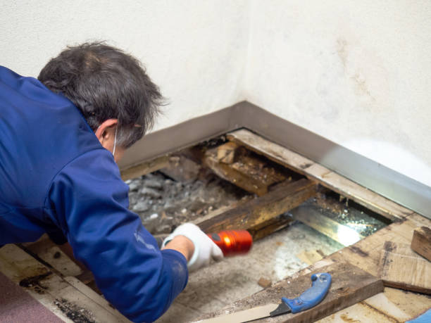 Certified Mold Removal in South Gate, CA