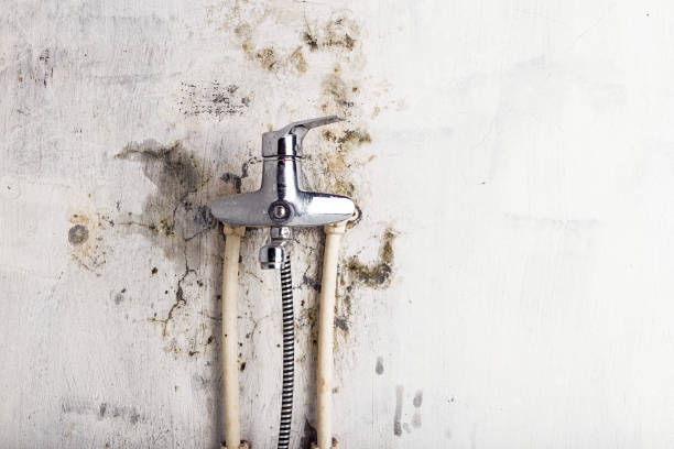 South Gate, CA Mold Removal Company