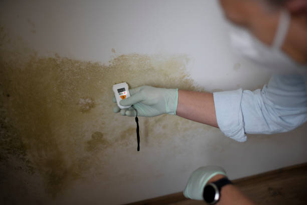 Best Commercial Mold Removal  in South Gate, CA