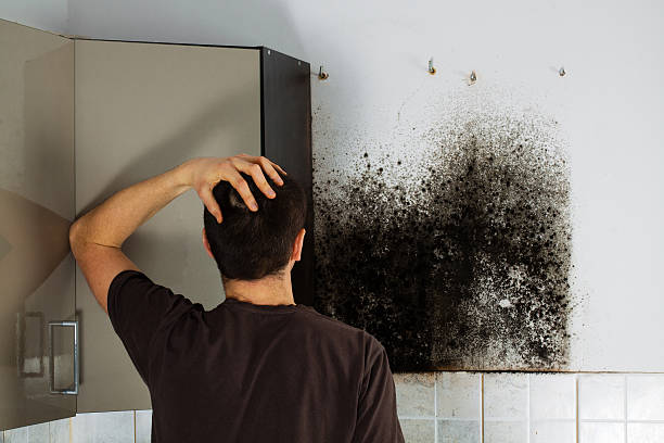 Best Fast Mold Removal  in South Gate, CA