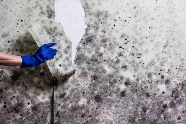 Best Commercial Mold Removal  in South Gate, CA